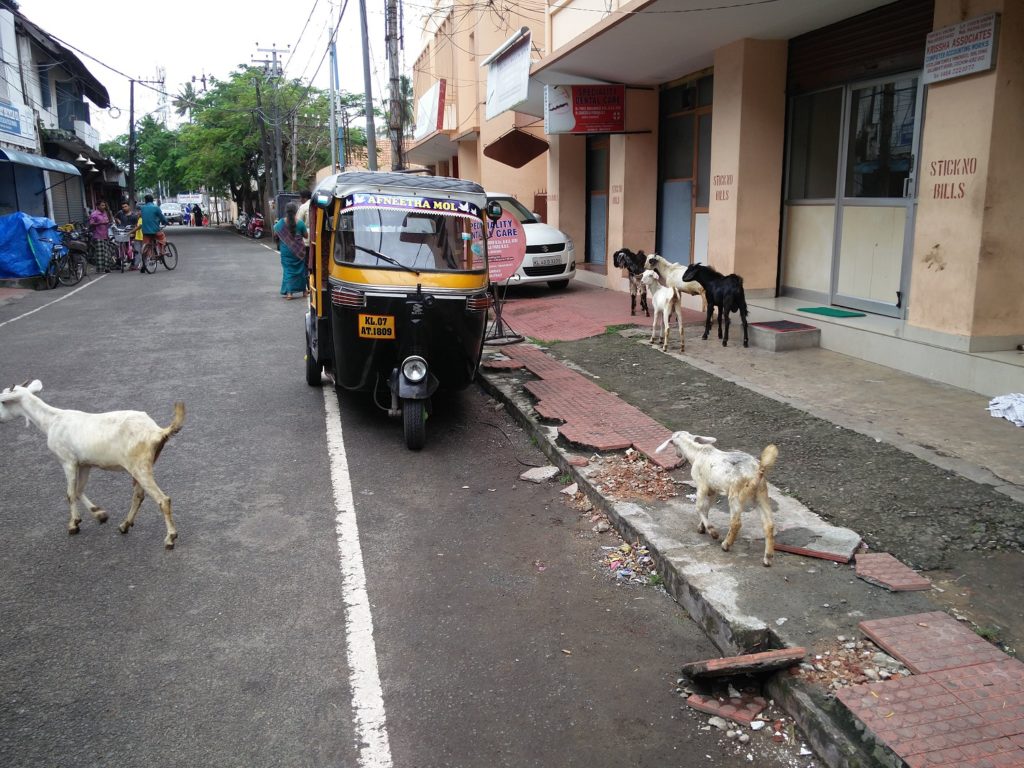 stray goats kerala