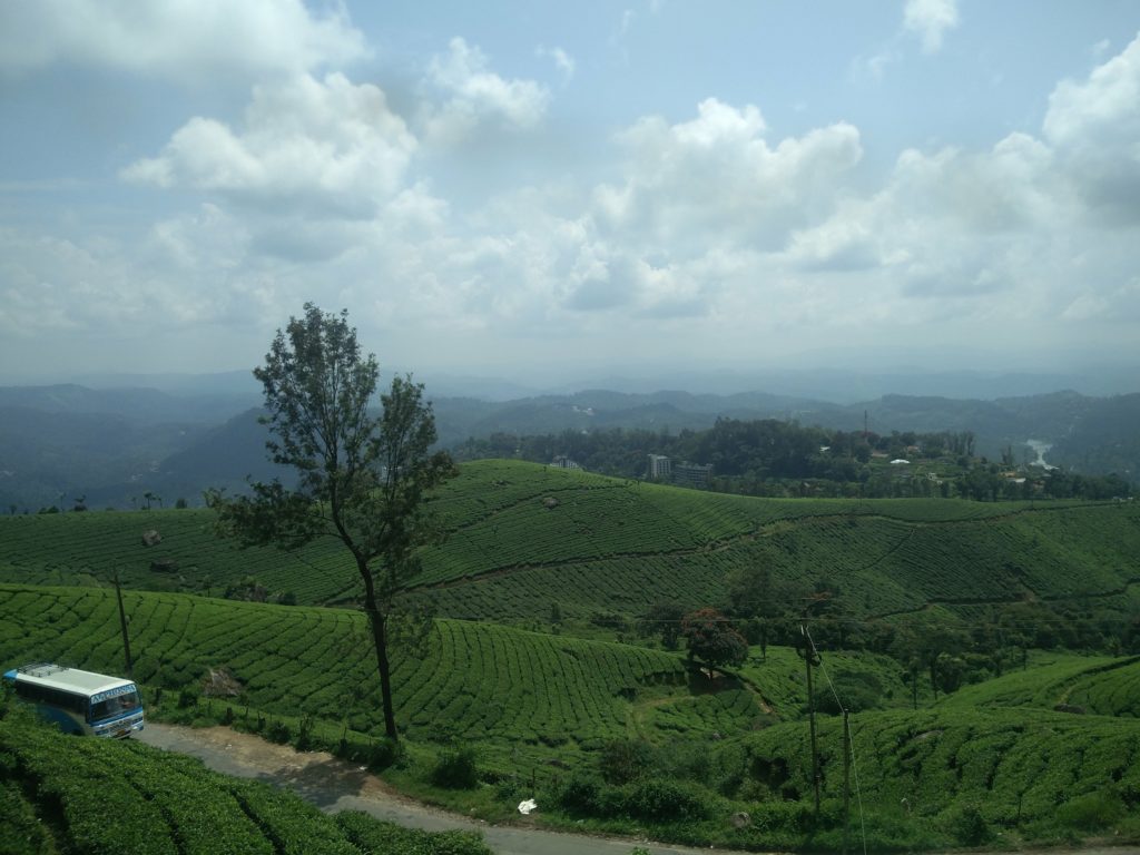 tea plantations kerala