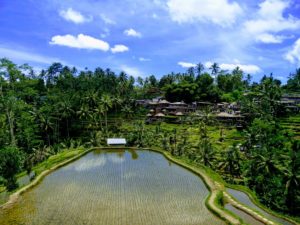 tegallalang rice terrace ubud bali vols pas cher