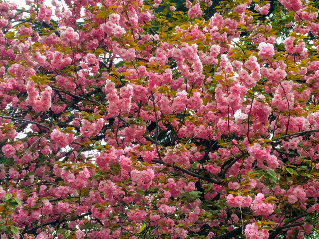 cerisiers en fleurs tokyo