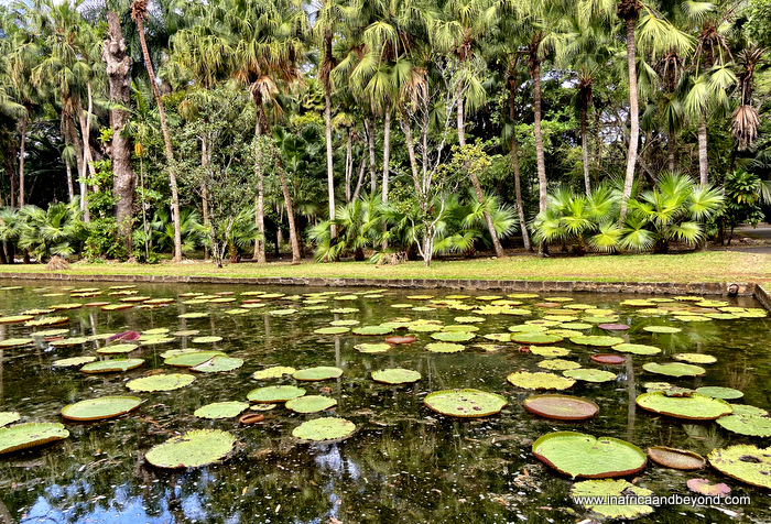 Pamplemousses botanical garden mauritius