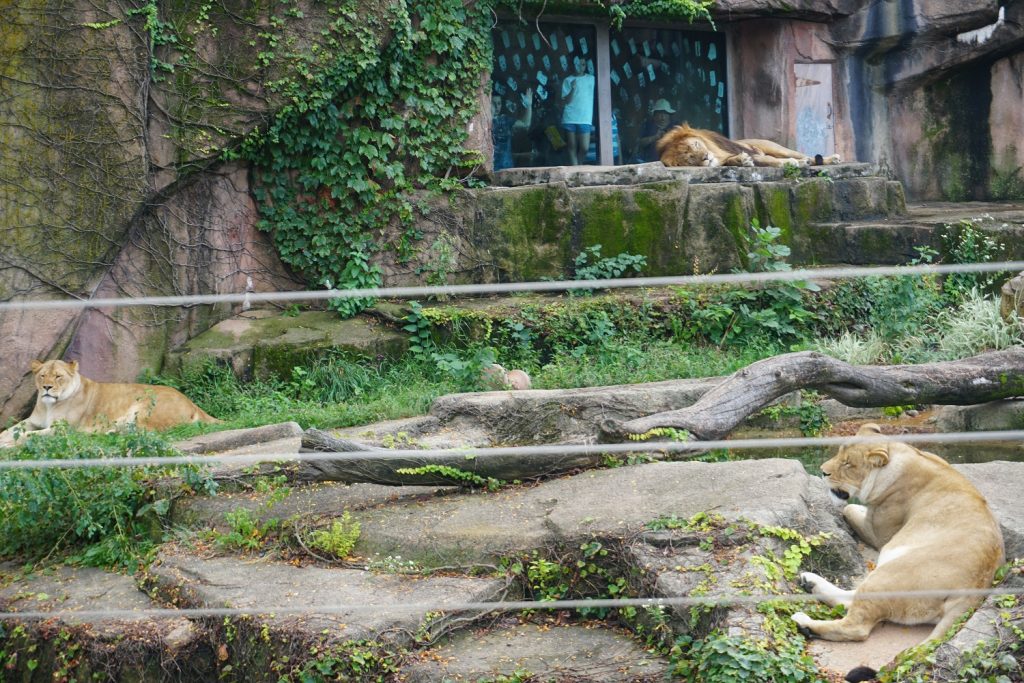 lincoln park zoo chicago