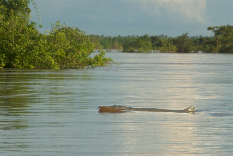 irrawaddy dolphin kratie cambodia