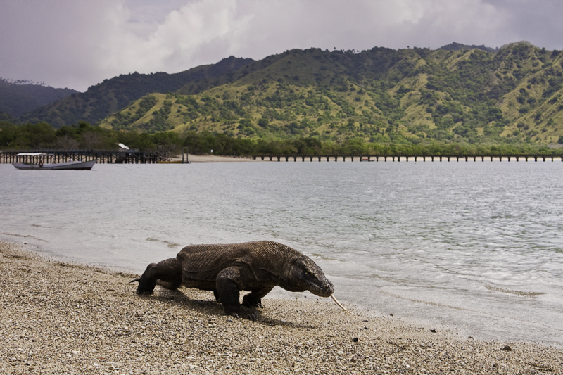 komodo national park indonesia