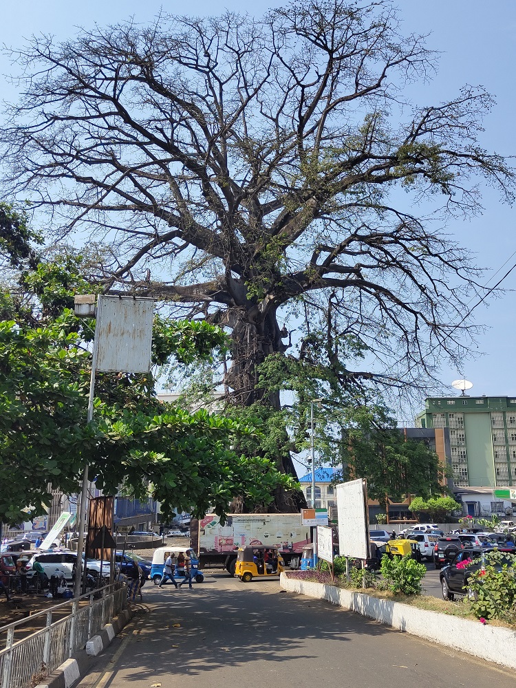 cotton tree freetown sierra leone